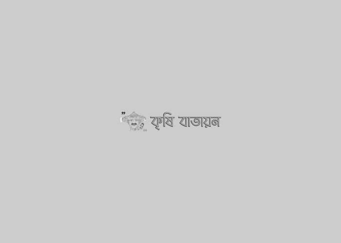 কুলের উৎপাদন প্রযুক্তি